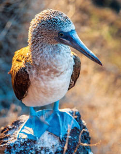 Blue-footed booby. Image courtesy of Celebrity Cruises.